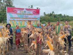 Kapolres Malaka Pimpin Panen Raya Jagung Gapoktan Sinar Budai Dukung Ketahanan Pangan di NTT