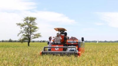 Cadangan Beras Capai 4 Juta Ton, Indonesia Raih status Swasembada Pangan