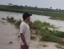 Banjir Kali Motamoruk Rendam Ratusan Hektar Sawah Siap Panen di Malaka, Warga Minta Pemda Bertindak
