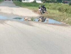 Jalan Berlubang dan Tergenang di Ruas Harekakae–Kamanasa, Warga Minta Perbaikan