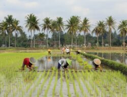 Hilirisasi Pertanian Buka 1,6 Juta Lapangan Kerja Baru di Desa