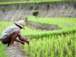 Pemerintah Perkuat Sinergi BUMN dan Swasta Dalam Hilirisasi Pertanian