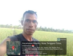 Peran Kepala Desa Weseben Vital, Musim Tanam III Malaka Berjalan Lancar