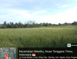 Keberhasilan Musim Tanam 3 Wewiku Berkat Dukungan SBS-HMS