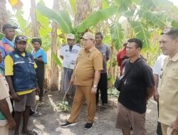 Wabup HMS Kunjungi Kebun Warga, Tunjukkan Gaya Kepemimpinan Dekat dengan Petani