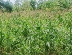 Program Balik Tanah Gratis SBS–HMS Dongkrak Produktivitas Jagung Petani Malaka