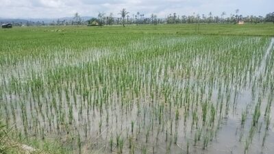 Air Mengalir Stabil, Petani Malaka Apresiasi Kinerja Bupati SBS dan Wabup HMS