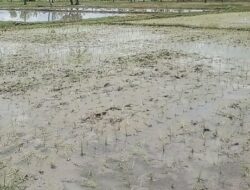 Lahan Terlantar di Malaka Kini Produktif, Program Irigasi SBS–HMS Dongkrak Musim Tanam Pertama