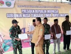 Pemkab Malaka Salurkan 5 Sapi Kurban, Wabup HMS: Wujud Kepedulian dan Kebersamaan Umat