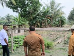 Melihat Potensi Hortikultura Malaka, Wabup HMS Dorong Petani Tingkatkan Produksi Sayur