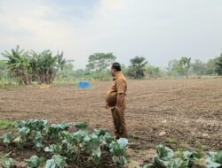 Bukan Sekadar Imbauan, Wabup Malaka HMS Tunjukkan Keseriusan Majukan Pertanian Lewat Kebun Hortikultura