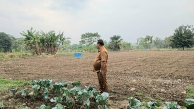 Bukan Sekadar Imbauan, Wabup Malaka HMS Tunjukkan Keseriusan Majukan Pertanian Lewat Kebun Hortikultura