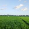 Irigasi Lancar, Sawah MT II di Malaka Menghijau, Petani Kembali Tersenyum