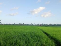 Irigasi Lancar, Sawah MT II di Malaka Menghijau, Petani Kembali Tersenyum