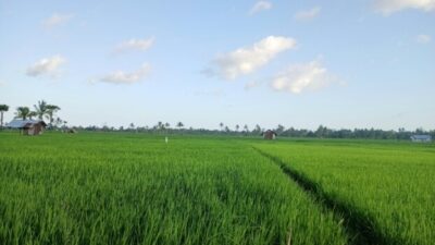 Irigasi Lancar, Sawah MT II di Malaka Menghijau, Petani Kembali Tersenyum