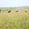 Panen Padi Melimpah di Weliman, Petani Malaka Tersenyum Berkat Pasokan Air yang Lancar