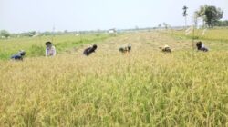 Panen Padi Melimpah di Weliman, Petani Malaka Tersenyum Berkat Pasokan Air yang Lancar