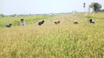 Panen Padi Melimpah di Weliman, Petani Malaka Tersenyum Berkat Pasokan Air yang Lancar