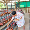 BumDes Taaba Pelihara 300 Ayam Petelur, Mulai Pasok Telur untuk Masyarakat dan Program MBG